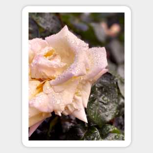 Rose in Spring Rain Sticker